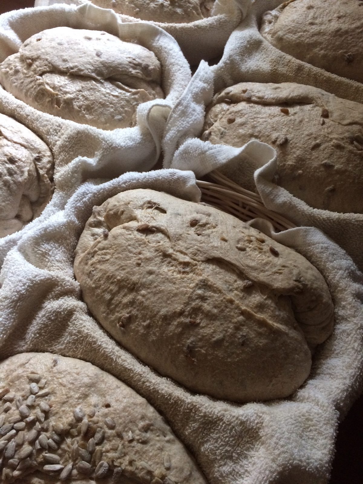 Loaves of Farmstead bread rising